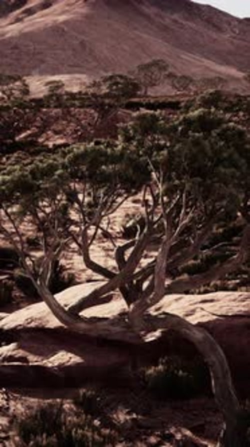 Desert Tree Rooted in Soil