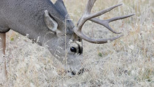 A herd of deer grazing in the Rocky Mountain National Park
