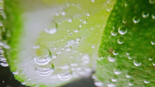 Close Up of Lime Slices in Soda Water