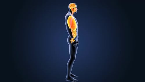 Human body anatomy showing internal organ system functions