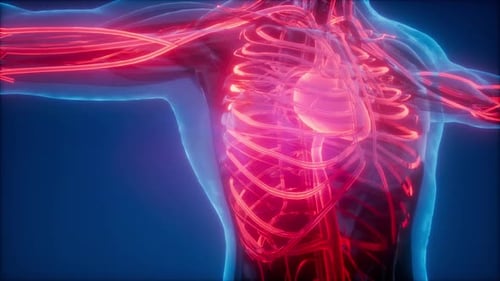 Lood Vessels Lifelines The Human Body