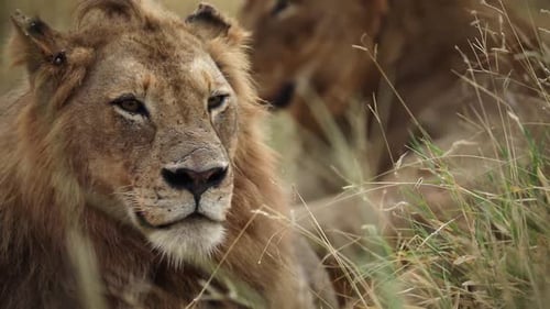 Close-up on alert head of male lion looking around near female lying in field
