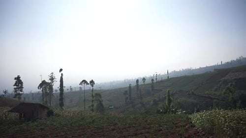 beau paysage naturel de montagne, panorama naturel vallonné, avec forêt de grands arbres verts et de verdure