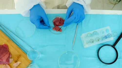 Lab Technician Tests Meat Samples in Petri Dish