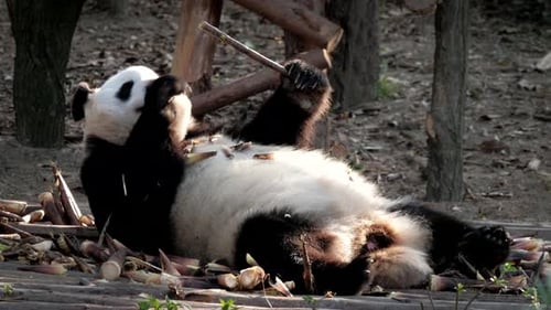 Panda Lying on Back Eating Bamboo