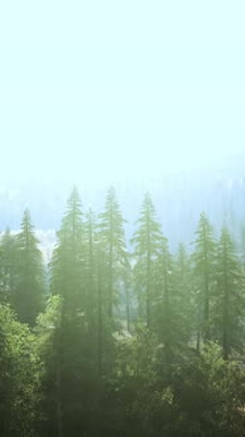 Vertical Format of Misty Mountain Forest Landscape in the Morning