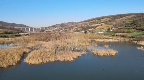 natural lake birds