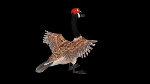 Canada Goose in National Cap - Standing Flapping Wings Loop - Back Angle Close Up - Alpha Channel