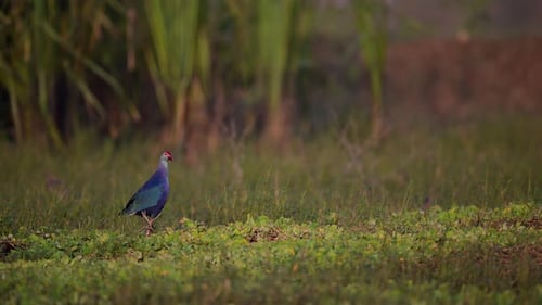 Grey hooded Swamp hen in wetland