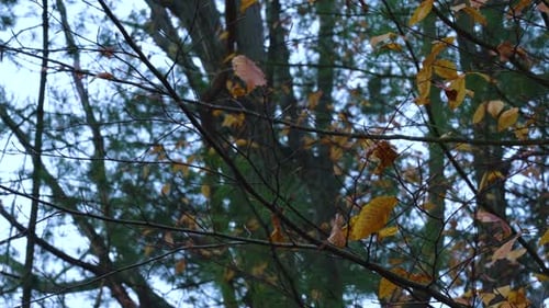 Gloomy look at the woods before a winter storm.