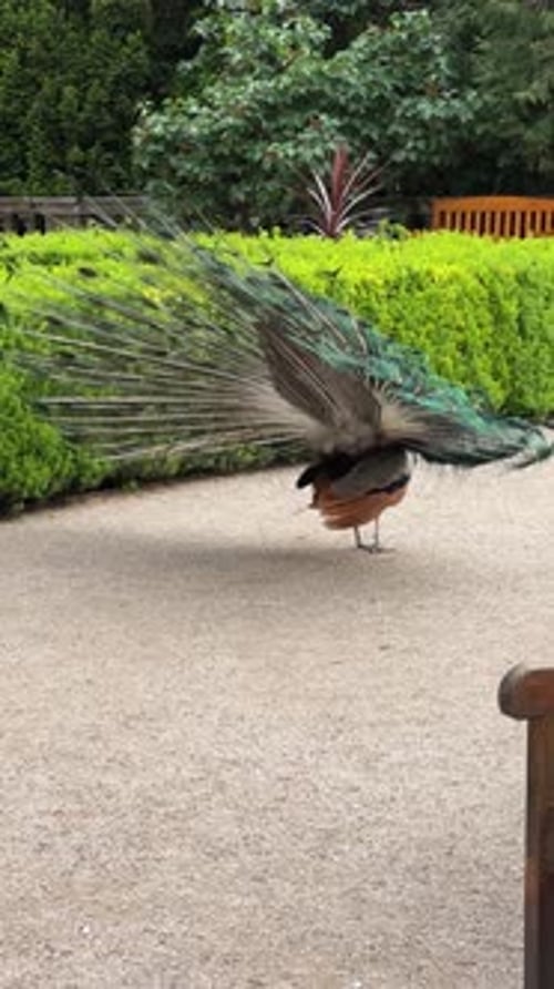 Un magnifique paon arborant fièrement ses plumes magnifiquement colorées dans un écrin luxuriant