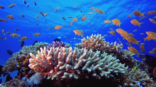Tropischer bunter Unterwasserfisch