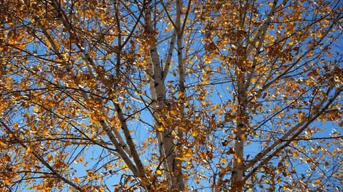 View to Tree Top of Birch with Brown Leaves at Sunny Autumn Day Branches with Lush Foliage Gently