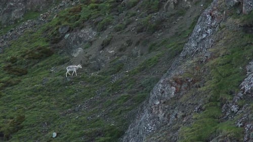 Dall Sheep Isolated On The Sheep Mountains Of Kluane National Park In Yukon Territory, Canada. Aeria