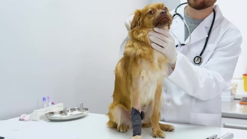 Veterinarian Stroking Dog with a Bandage and Petting Him in the Vet Hospital