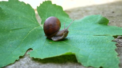 Snail outdoors on the green leaf