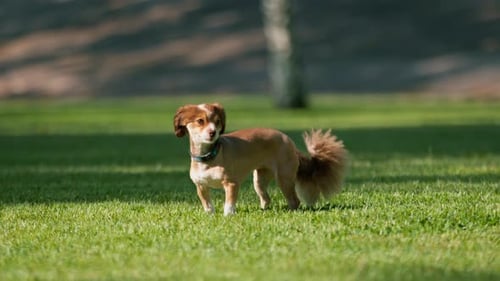 Cute little dog on a walk running in the park animal training in the nature the dog is running away