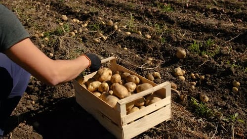 Harvest Potatoes in the Garden Selective Focus