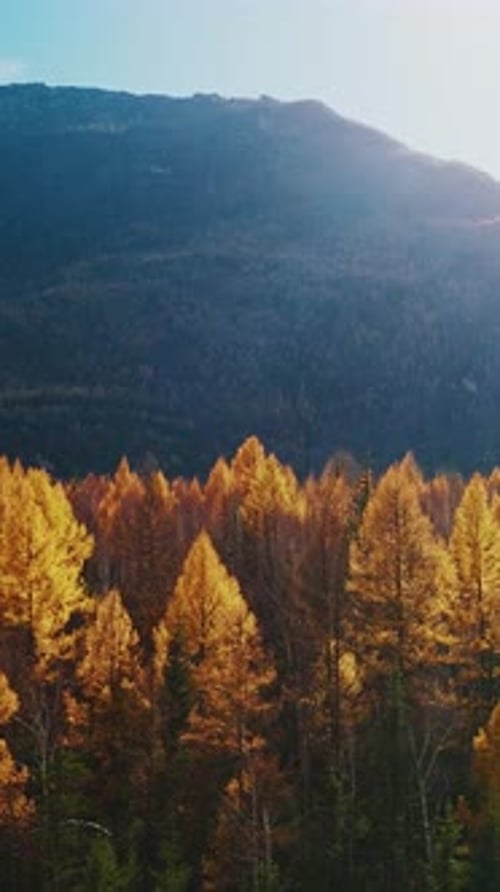 Les arbres d'automne présentent des couleurs vives sur fond montagneux dans un paysage serein