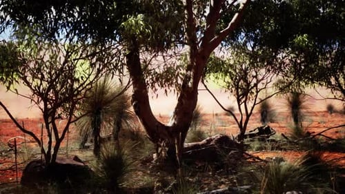 Arid Outback Landscape Panorama with Eucalyptus Trees and Grass