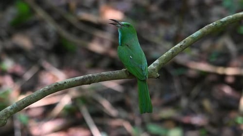 Von hinten nach links gerichtet und sich mit weit geöffnetem Mund im Wald umgesehen, Blau