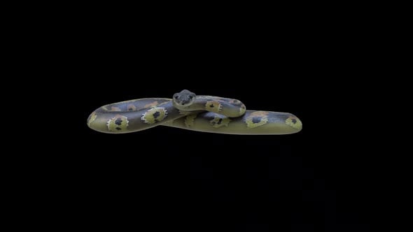 Python Snake Idle Loop, Elements Motion Graphics ft. snake & reptile ...