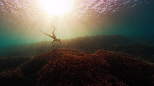 Freediver Swims Underwater and Explores Vivid and Healthy Coral Reef in Komodo National Park in