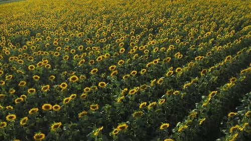 Aerial view of blooming sunflower field in bright sunlight on summer day