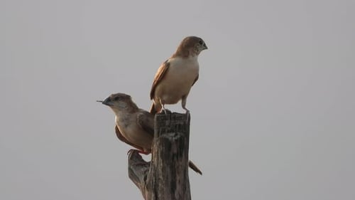 Field sparrows chilling - pond - area