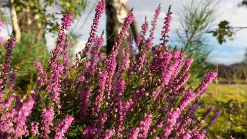 Amazing blooming heather on a blurred background of a meadow at sunset. CLOSE UP.