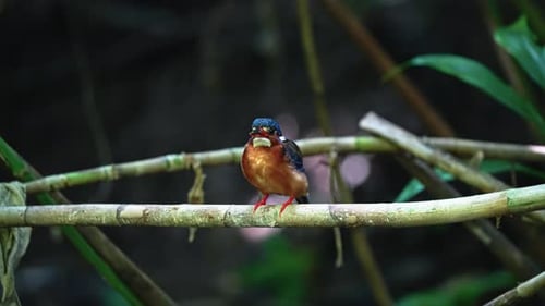 Colorful Bird Perched on a Branch in Forest