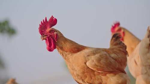 Chickens roam on farm in the daytime