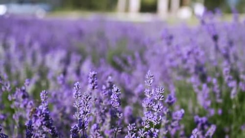 Lavender Field Close Up Blooming Flowers