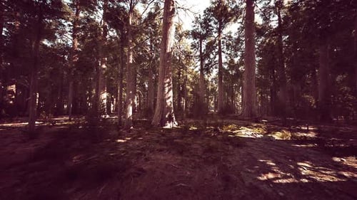 Giant Sequoia Trees Towering Above the Ground in Sequoia National Park