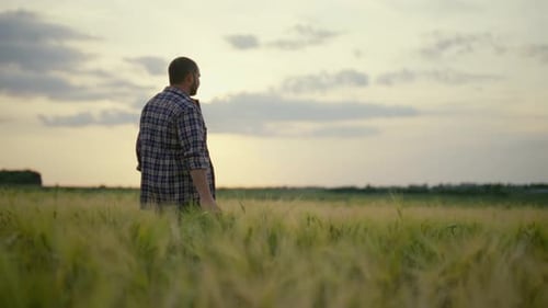 Farmer Manager Agronomist Botanist Man with Tablet Works on Farm Field Checks Ripening of Wheat Crop