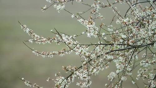 Apple tree blossoms in spring with pure bokeh