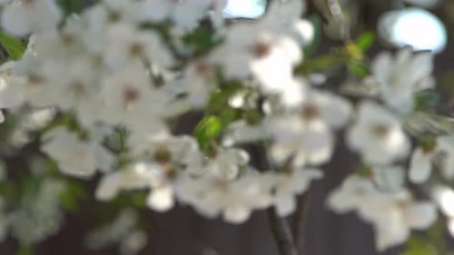 White Cherry Blossoms Sway in the Wind Spring Flowering Fruit Tree Floral Natural Background