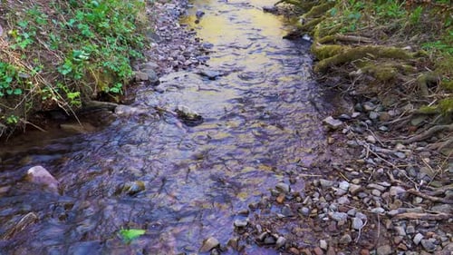 4K Wasser fließt in einem kleinen Bach inmitten der großen Wälder in den Quantock Hills Somers herab