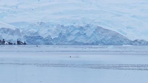 Whale Swimming near Glacier in Cold Waters