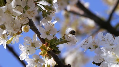 Kirschblüten im Frühling vor blauem Himmel mit hellweißen Wolken Wilde Natur im Frühling Es ist soweit