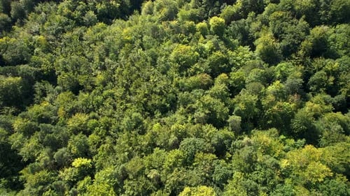 Vibrant green forest tree top texture from Witomino Gdynia Poland