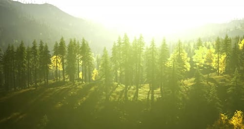 Sunlight Filters Through Trees in a Tranquil Forest Landscape at Dawn