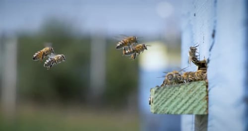 Bees Flying From Blue Wooden Beehive Outdoors