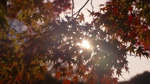 Die Sonne scheint durch den Ahornbaum mit roten Blättern. - Slider-Shot