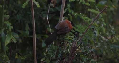 Bird Perched on Branch Amid Lush Green Foliage in Natural Setting