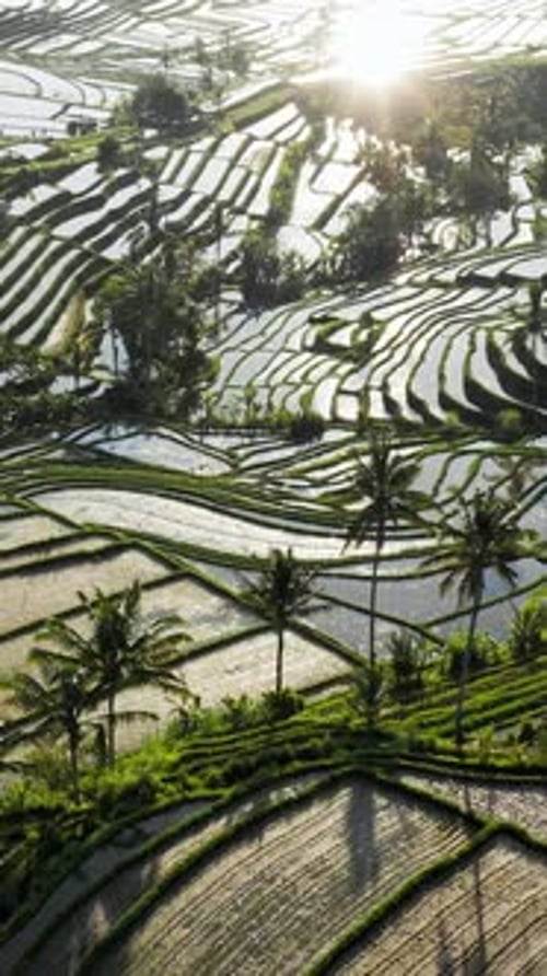 Sun Shining Over Jatiluwih Rice Terraces in Bali Indonesia