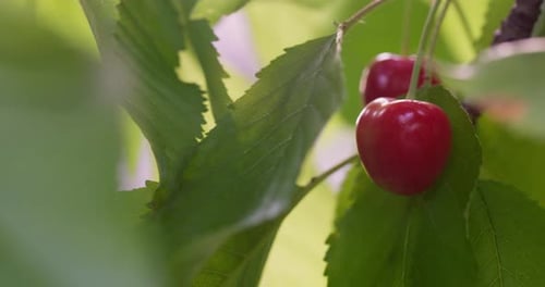 Ripe Juicy Red Cherry Berries on a Tree in the Summer Among the Green Leaves