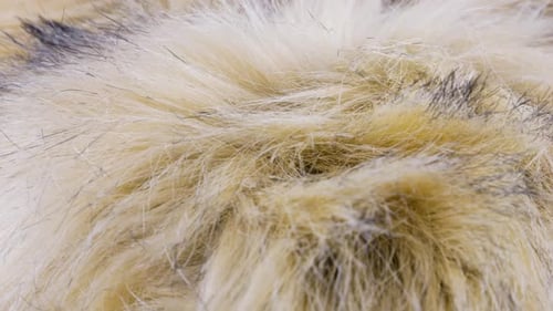 Faux fur with long pile, imitation of fox fur, arctic fox on a rotating showcase.