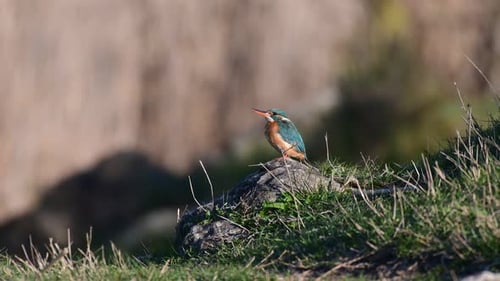 Colorful bird Kingfisher. Nature background. Bird Common Kingfisher. Alcedo atthis