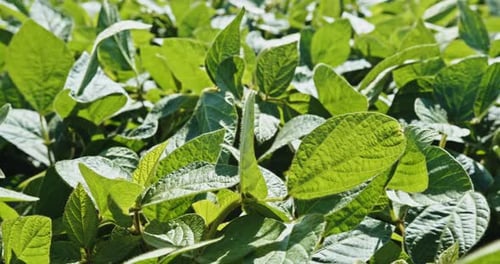 Vibrant Soybean Canopy Agriculture Vitality Up Close